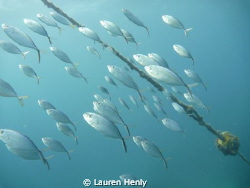 Taken on the way up at the end of the dive using a compac... by Lauren Henly 